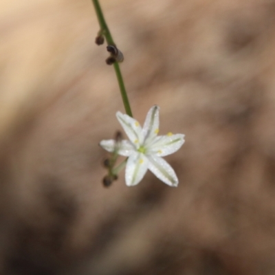 Caesia parviflora var. parviflora (A Grass-lily) at Broulee Moruya Nature Observation Area - 17 Nov 2021 by LisaH