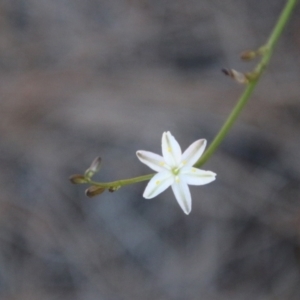 Caesia parviflora var. parviflora at Moruya, NSW - 17 Nov 2021