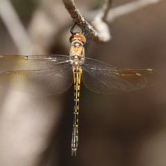 Hemicordulia australiae (Australian Emerald) at Broulee Moruya Nature Observation Area - 17 Nov 2021 by LisaH