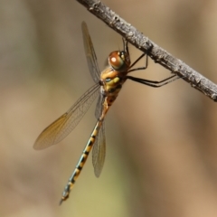 Hemicordulia australiae at Broulee Moruya Nature Observation Area - suppressed