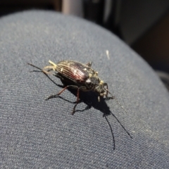 Homotrysis sp. (genus) at Molonglo Valley, ACT - 18 Nov 2021