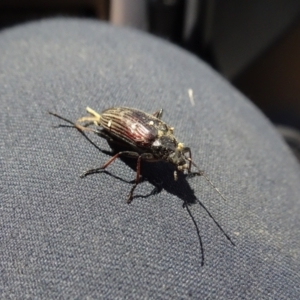 Homotrysis sp. (genus) at Molonglo Valley, ACT - 18 Nov 2021 12:06 PM