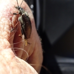 Homotrysis sp. (genus) at Molonglo Valley, ACT - 18 Nov 2021