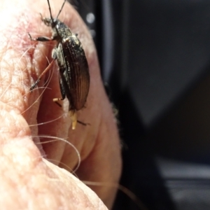 Homotrysis sp. (genus) at Molonglo Valley, ACT - 18 Nov 2021 12:06 PM