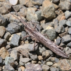 Coryphistes ruricola (Bark-mimicking Grasshopper) at Broulee Moruya Nature Observation Area - 17 Nov 2021 by LisaH