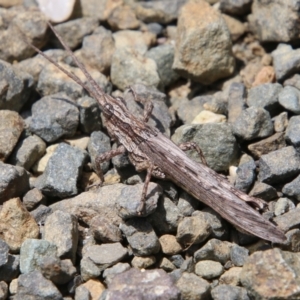 Coryphistes ruricola at Moruya, NSW - 17 Nov 2021