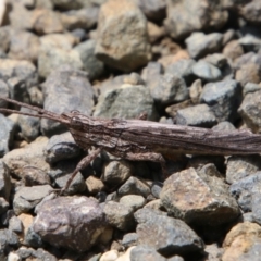 Coryphistes ruricola at Moruya, NSW - 17 Nov 2021