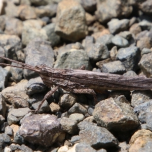 Coryphistes ruricola at Moruya, NSW - 17 Nov 2021