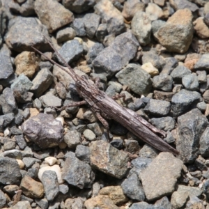 Coryphistes ruricola at Moruya, NSW - 17 Nov 2021