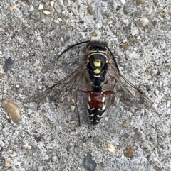 Aeolothynnus sp. (genus) (A flower wasp) at Pialligo, ACT - 19 Nov 2021 by FeralGhostbat