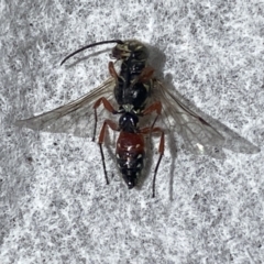 Aeolothynnus sp. (genus) at Pialligo, ACT - 19 Nov 2021