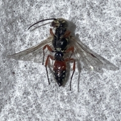 Aeolothynnus sp. (genus) at Pialligo, ACT - 19 Nov 2021 09:50 AM