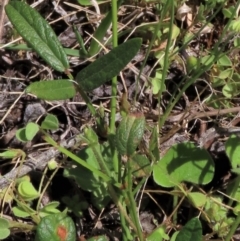 Grona varians (Slender Tick-Trefoil) at Bredbo, NSW - 16 Nov 2021 by AndyRoo