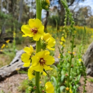 Verbascum virgatum at Jerrabomberra, ACT - 19 Nov 2021 11:19 AM