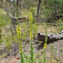 Verbascum virgatum at Jerrabomberra, ACT - 19 Nov 2021 11:19 AM