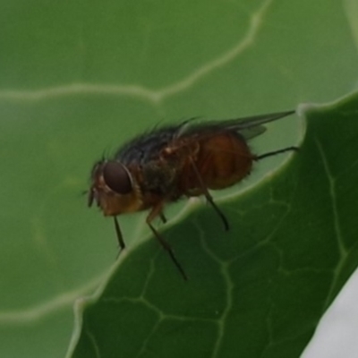 Calliphora sp. (genus) (Unidentified blowfly) at Pearce, ACT - 19 Nov 2021 by Shell