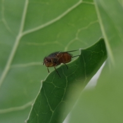 Calliphora sp. (genus) at Pearce, ACT - 19 Nov 2021