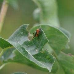 Bibio imitator at Paddys River, ACT - suppressed