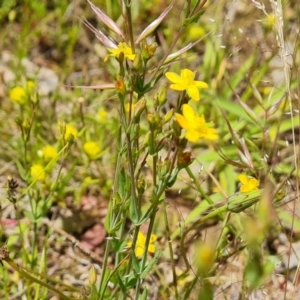 Hypericum gramineum at Jerrabomberra, ACT - 19 Nov 2021 11:37 AM