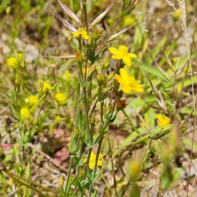 Hypericum gramineum (Small St Johns Wort) at Jerrabomberra, ACT - 19 Nov 2021 by Mike