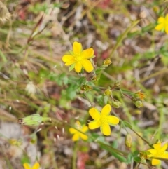 Hypericum gramineum at Jerrabomberra, ACT - 19 Nov 2021 11:37 AM