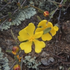Hibbertia obtusifolia (Grey Guinea-flower) at Rob Roy Range - 20 Oct 2021 by michaelb