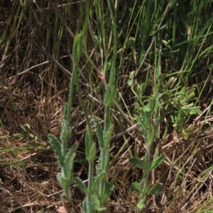 Wahlenbergia stricta subsp. stricta at Bredbo, NSW - 16 Nov 2021 01:15 PM