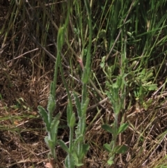 Wahlenbergia stricta subsp. stricta (Tall Bluebell) at Bredbo, NSW - 16 Nov 2021 by AndyRoo