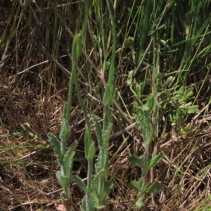 Wahlenbergia stricta subsp. stricta at Bredbo, NSW - 16 Nov 2021