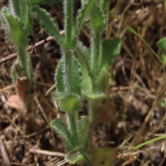 Wahlenbergia stricta subsp. stricta at Bredbo, NSW - 16 Nov 2021