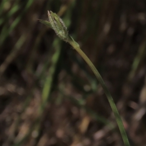 Wahlenbergia stricta subsp. stricta at Bredbo, NSW - 16 Nov 2021