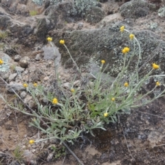 Chrysocephalum apiculatum (Common Everlasting) at Theodore, ACT - 20 Oct 2021 by MichaelBedingfield