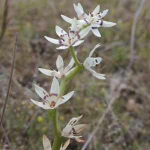 Wurmbea dioica subsp. dioica at Theodore, ACT - 20 Oct 2021