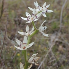 Wurmbea dioica subsp. dioica (Early Nancy) at Theodore, ACT - 20 Oct 2021 by michaelb