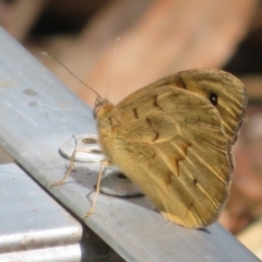 Heteronympha merope (Common Brown Butterfly) at Flynn, ACT - 17 Nov 2021 by Christine
