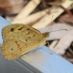 Heteronympha merope at Flynn, ACT - 17 Nov 2021