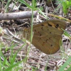 Heteronympha merope at Flynn, ACT - 17 Nov 2021 02:44 PM