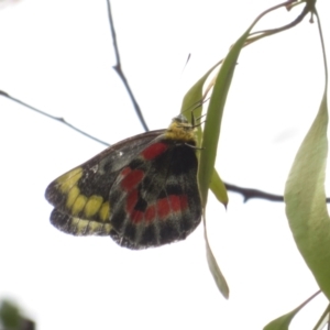 Delias harpalyce at Googong, NSW - 18 Nov 2021 11:52 AM