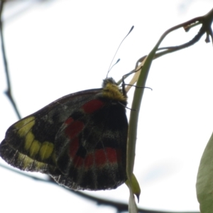 Delias harpalyce at Googong, NSW - 18 Nov 2021 11:52 AM