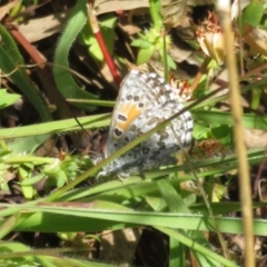 Lucia limbaria (Chequered Copper) at Googong, NSW - 18 Nov 2021 by Christine