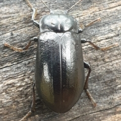 Pachycoelia sp. (genus) (A darkling beetle) at Kosciuszko National Park, NSW - 18 Nov 2021 by LD12