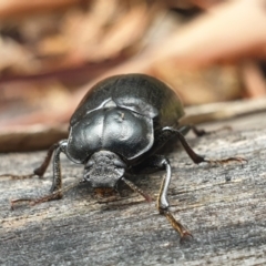 Pachycoelia sp. (genus) at Kosciuszko National Park, NSW - 19 Nov 2021