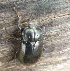 Pachycoelia sp. (genus) at Kosciuszko National Park, NSW - 19 Nov 2021