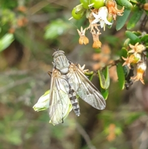 Anabarhynchus sp. (genus) at Kosciuszko National Park, NSW - 19 Nov 2021