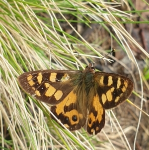 Argynnina cyrila at Kosciuszko National Park, NSW - 19 Nov 2021