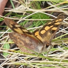 Argynnina cyrila at Kosciuszko National Park, NSW - 19 Nov 2021