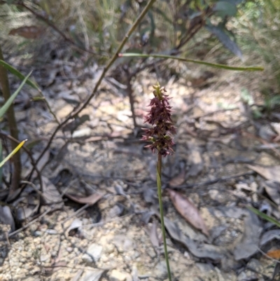 Corunastylis ectopa (Brindabella midge orchid) at Cotter River, ACT - 12 Jan 2021 by Riko