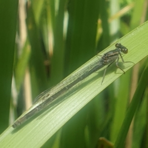 Ischnura heterosticta at Bournda National Park - 17 Nov 2021