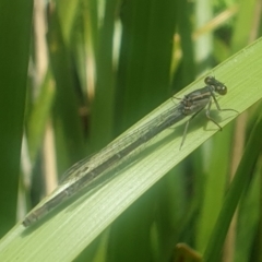 Unidentified Dragonfly (Anisoptera) (TBC) at Bournda, NSW - 16 Nov 2021 by LD12