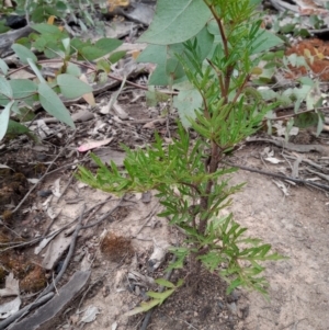 Polyscias sambucifolia at Corang, NSW - 24 Oct 2021